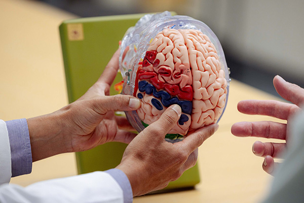 Doctors reviewing a brain model