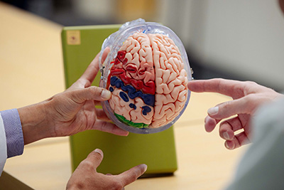 Radiologists examining brain diagram